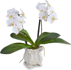 Small Phalaenopsis Orchid