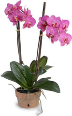 Fuchsia Phalaenopsis Orchid