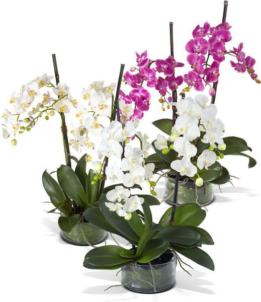 Phalaenopsis Leaf It