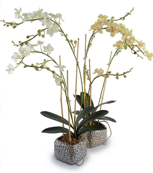 Wild Phalaenopsis - Nippon Collection