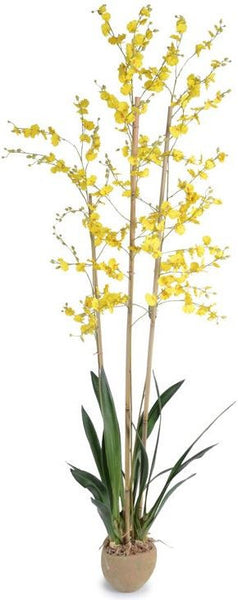 Oncidium Orchid