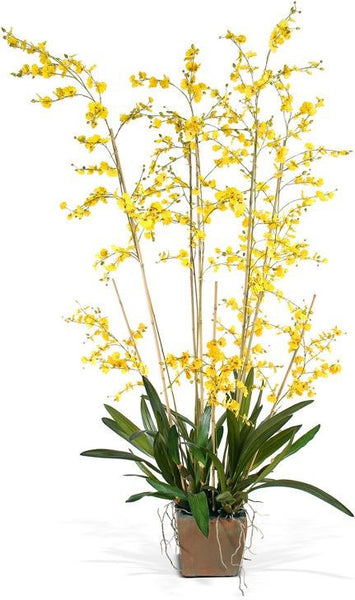 Oncidium Orchid