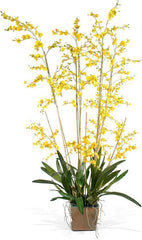 Oncidium Orchid