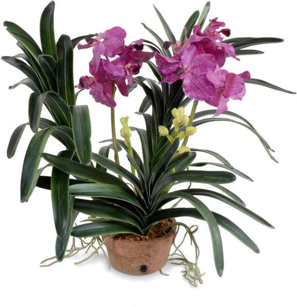 Vanda Orchid