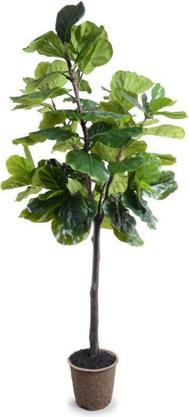 7' Fiddle-leaf Fig Tree