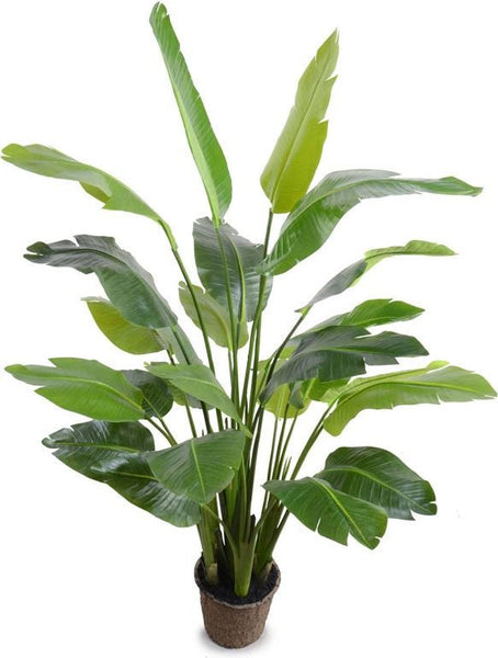 5.5 Traveller's Palm Tree