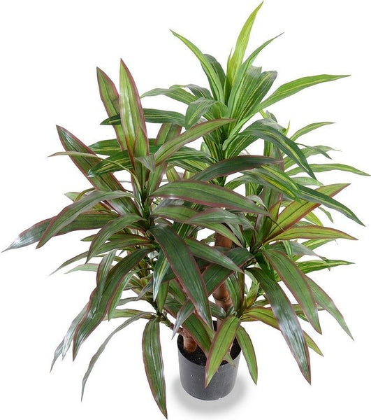 3' Red-green Dracaena Plant
