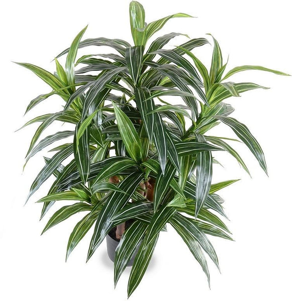 3' Variegated Dracaena Plant