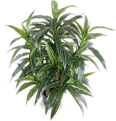 3' Variegated Dracaena Plant