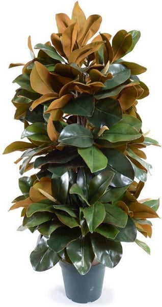 Magnolia Tree
