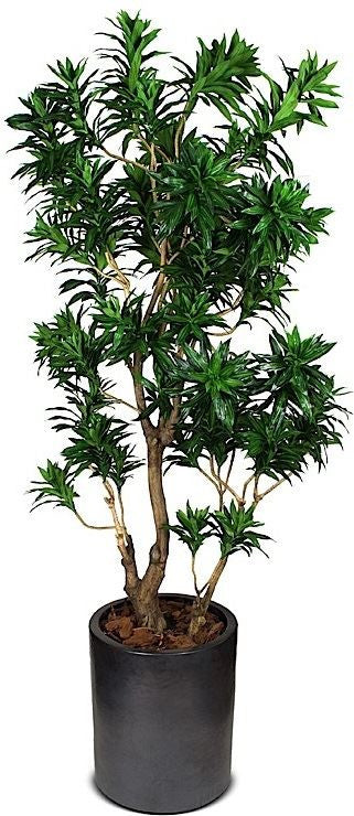 dracaena bonsai tree 8' Dracaena Reflexa Tree
