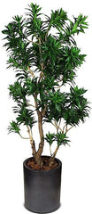 8' Dracaena Reflexa Tree