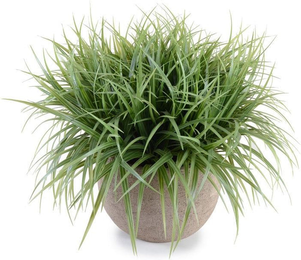 Ornamental Grass