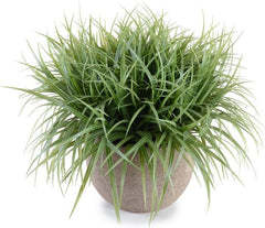Ornamental Grass