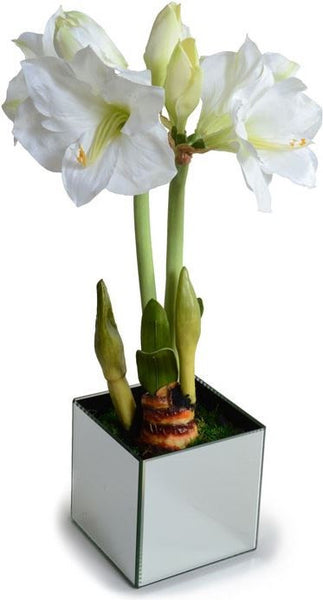 Blooming Amaryllis Bulb
