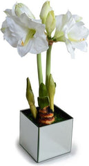 Blooming Amaryllis Bulb