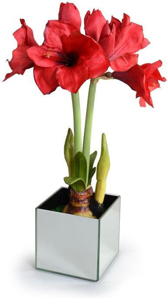 Blooming Amaryllis Bulb