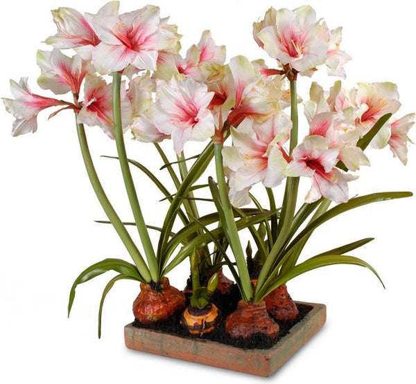 Amaryllis Arrangement