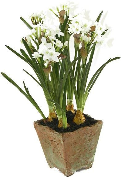 Paperwhite Narcissus
