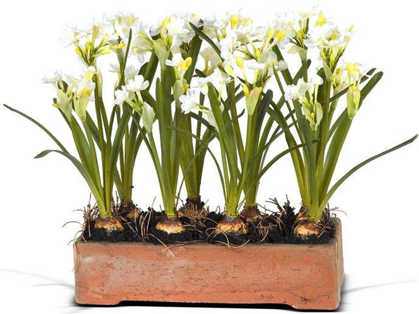 Paperwhite Narcissus