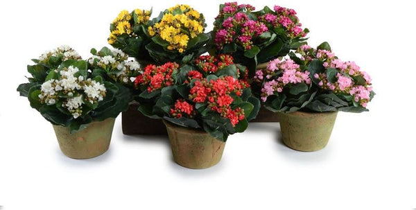 Potted Kalanchoe