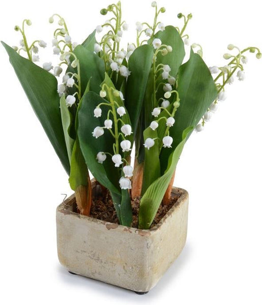 Lily of the Valley