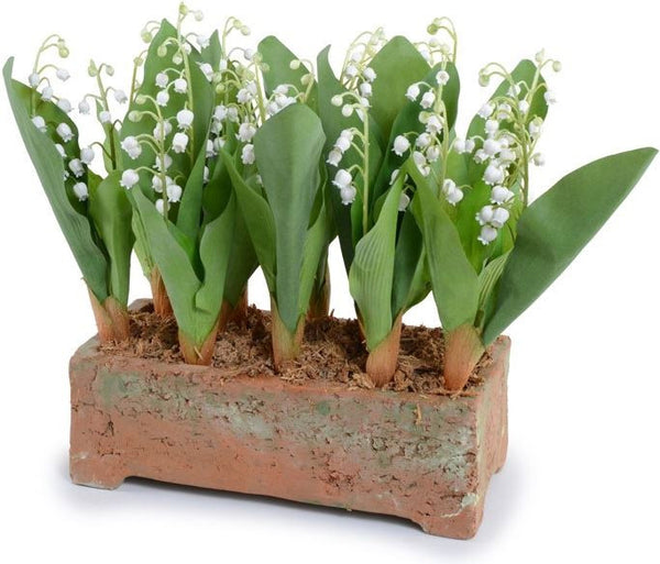 Lily of the Valley