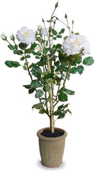 English Garden Rose Bush
