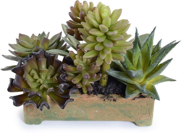 Small Succulents Long Planter