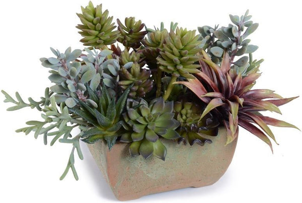 Mixed Succulents
