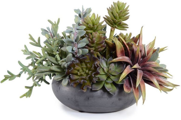 Mixed Succulents