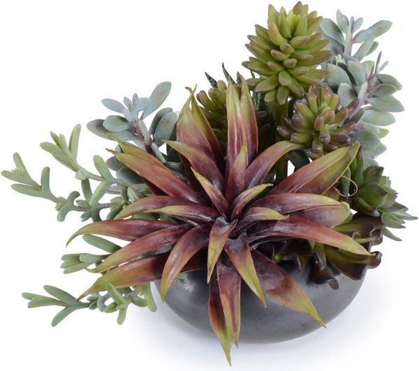 Mixed Succulents