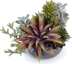 Mixed Succulents