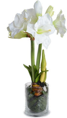 Amaryllis Leaf It