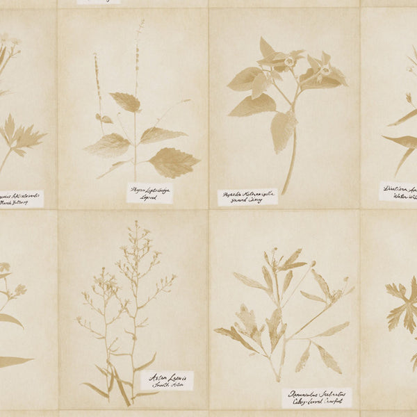 Ralph Lauren Wallpaper LWP65012W Plains Creek Botanic Vellum