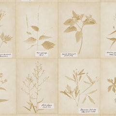 Ralph Lauren Wallpaper LWP65012W Plains Creek Botanic Vellum
