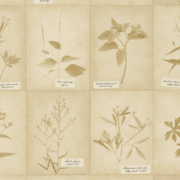 Ralph Lauren Wallpaper LWP65013W Plains Creek Botanic Parchment